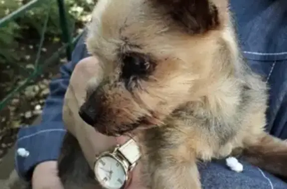 Собака стального окраса найдена в Марфино, Москва
