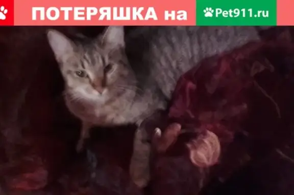 Пропала кошка Лопа на ул. Суворова, Петрозаводск