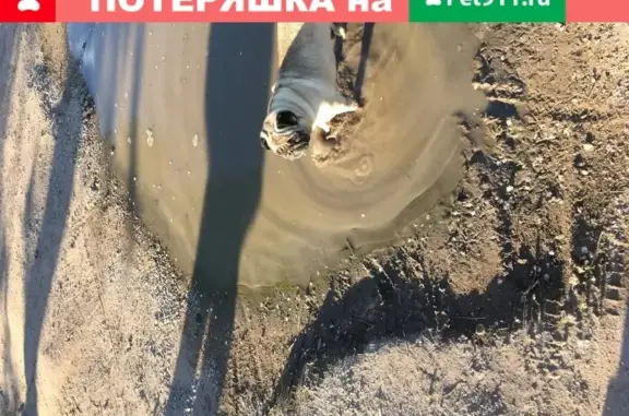 Собака найдена возле магнита в Черногорске, Хакасия.