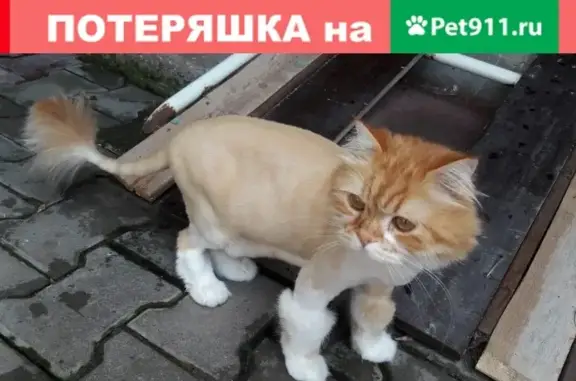 Пропал кот Рыжий, адрес: ул. Желябова, 23, Евпатория, Крым