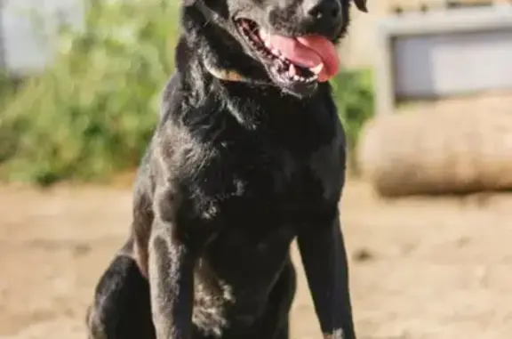 Собаки потеряшки, Москва, фото: Потеряшка собака Таффи, Москва, метро Аннино.