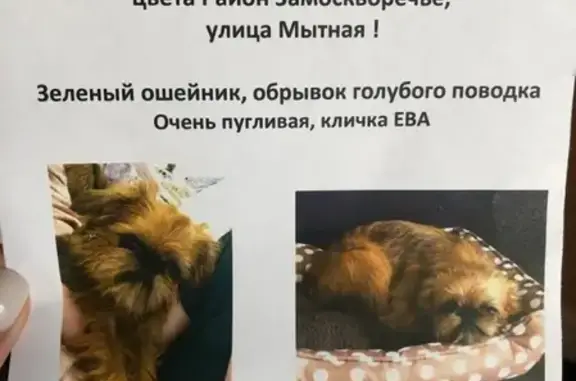 Собаки потеряшки, Москва, фото: Потеряшка собака в районе Даниловского рынка, Москва