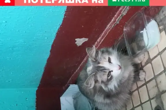 Найдена домашняя кошка на Добросельской ул.