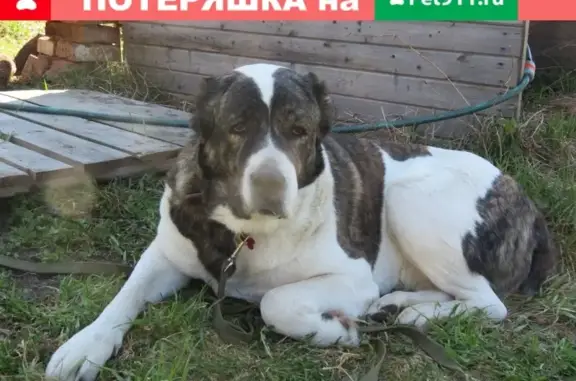 Пропала собака Даша в лесу восточнее с. Степанчиково, Ярославская обл.