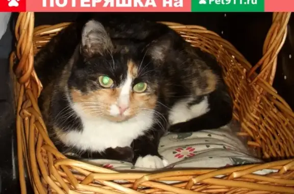 Пропала кошка с ул. Карла Маркса, Электросталь