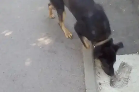 Найдена молодая собака с ошейником в Батайске