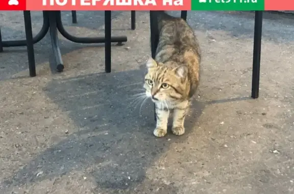 Найден боязливый кот на Пролетарском проспекте, Москва