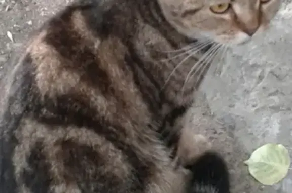 Найдена шотландская кошка на Вельботной улице