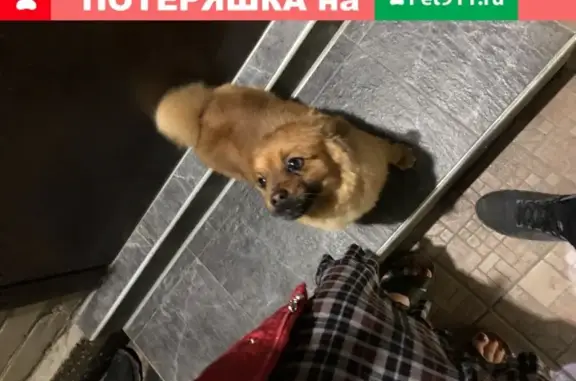 Пропала собака Тед на 1 линии, Пятигорск.