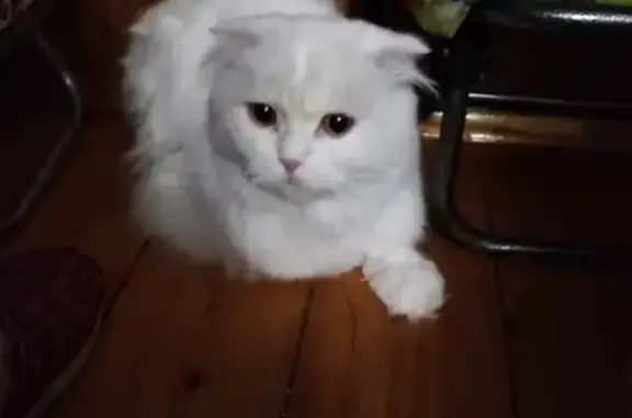 Найден белый кот на ул. Мусина, Казань