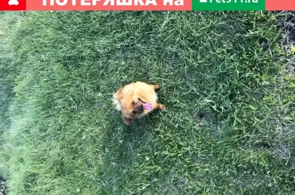 Пропала Китайская хохлатая собака Тед в Пятигорске