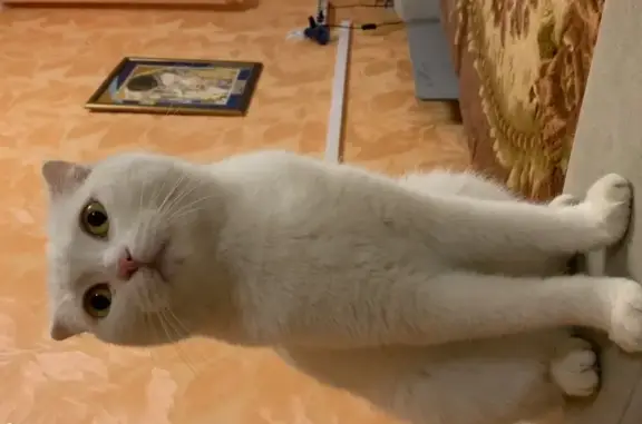 Пропавшая кошка найдена на улице Композиторская