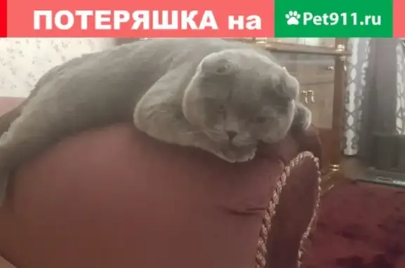 Пропала кошка Филя в Мичуринске, Тамбовская обл.