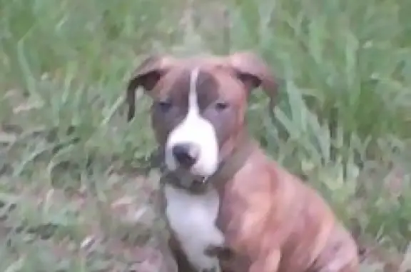 Собаки потеряшки, Новокузнецк, фото: Потеряшка собака Арго! Ул. Дузенко, Новокузнецк, вознаграждение.