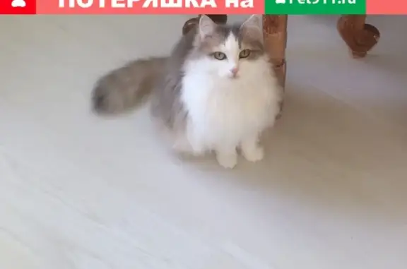 Пропала пушистая кошка на ул. Куфонина, Пермь