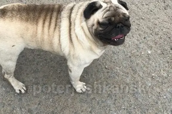 Пропала собака Мопс в с. Марусино, Новосибирск