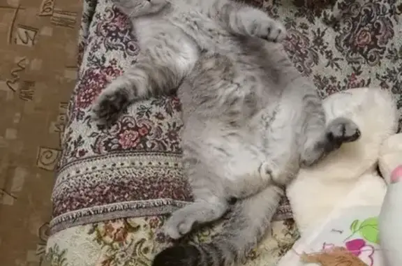 Кошки потеряшки, Новосибирск, фото: Потеряшка кот на ул. Революции 6, железнодорожный район