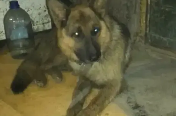 Найдена собака возле крестьянского рынка в Якутске