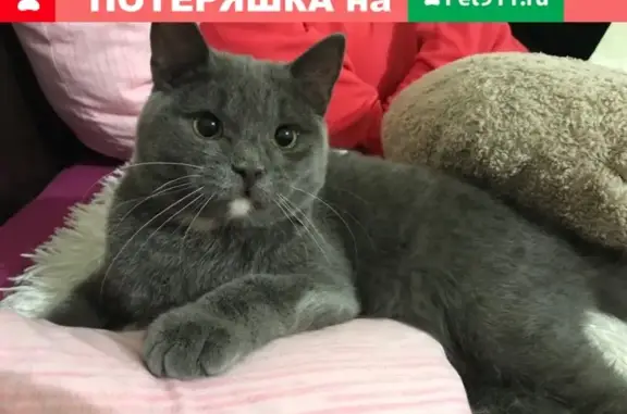 Пропал кот в Черногорске, Хакасия.