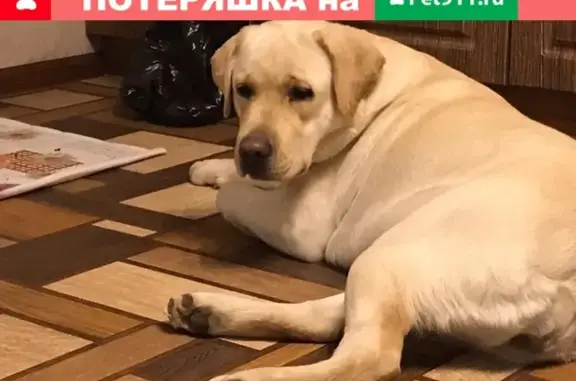 Пропала собака в Твери: лабрадор Белла.