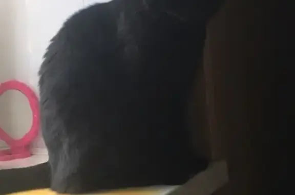 Пропала домашняя кошка в Тюмени, окрас чёрный, 2,5 года, британская порода.
