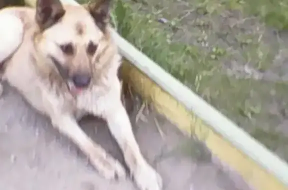 Пропала собака Бим в Ленинском округе, Мурманск