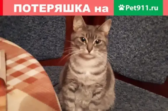Пропала кошка на ул. Руднева в С-З, вознаграждение за находку.