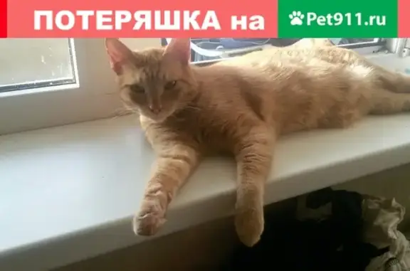 Пропал рыжий кот на Ямской 98 (Тюмень)
