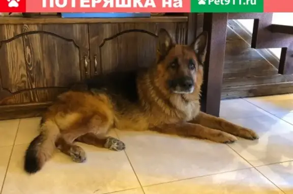 Собаки потеряшки, Нижний Новгород, фото: Потеряшка немецкая овчарка в Н. Новгороде