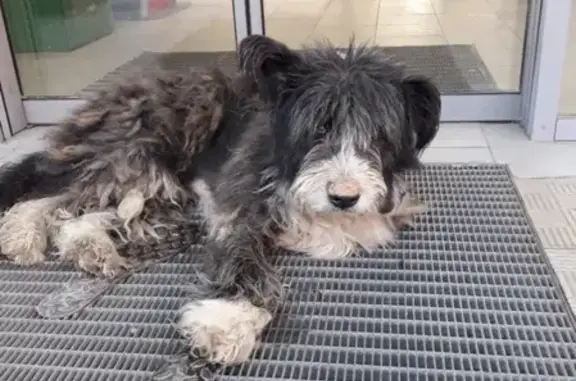 Найдена собака в Смоленске с ошейником: помогите найти хозяев!
