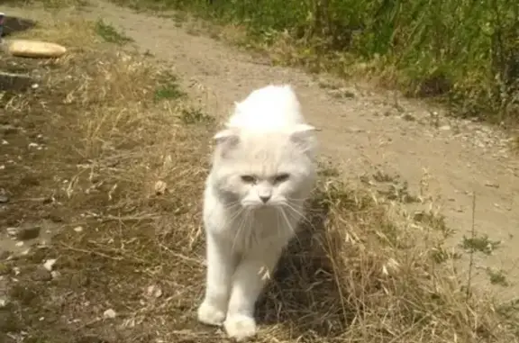 Потерянный белый кот с рыжими глазами в парке Победы, Казань