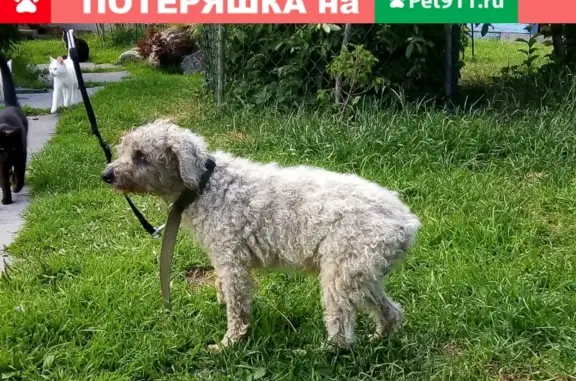 Пропала собака Юзик в Гатчине