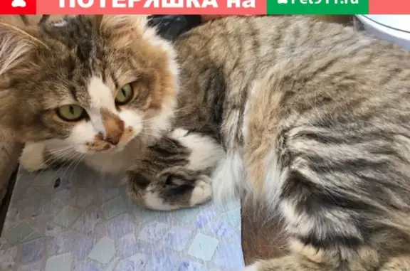 Найдена кошка в Павлино, ищем хозяев!