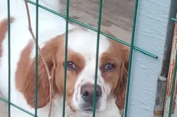 Собаки потеряшки, Щепкинское, фото: Потеряшка собака Злата в Щепкинском поселении, Ростовская область