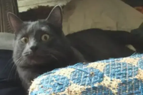 Объявления о пропавших и найденных животных, Киров, фото: Пропал кот на ул. Некрасова 26-30, вознаграждение.