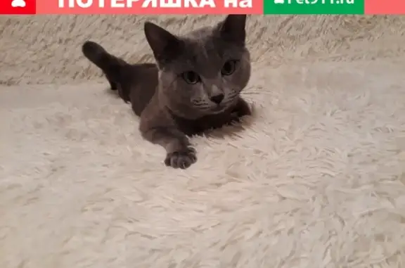Пропал кот на улице Назарова, Ачинск.