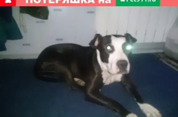 Пропала собака породы стаффорд в Кленовке, нужно срочное лечение