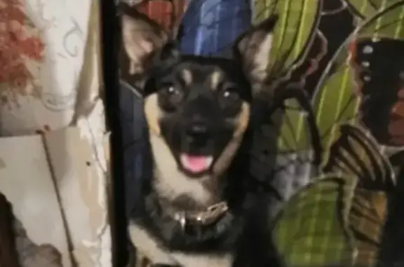 Найдена собака возле бара СССР в Иркутске