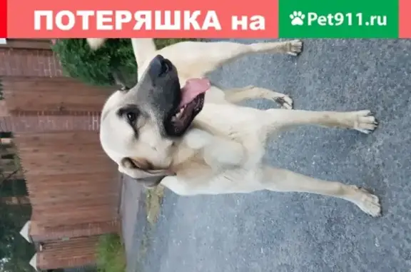 Найден пёс в Токсовском снт
