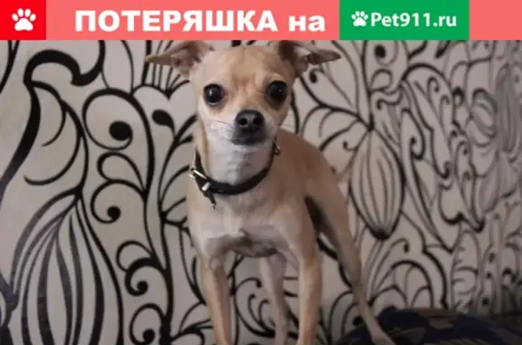 Пропала собака в Шушенском районе, Красноярский край
