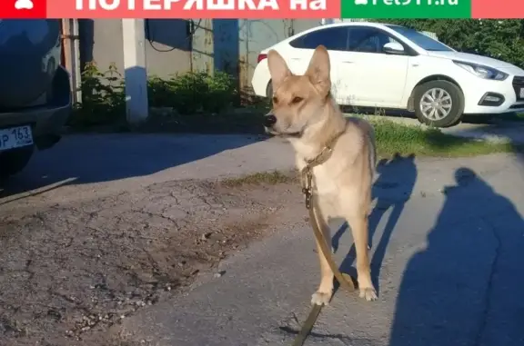 Пропала собака Арчи в Жигулёвске