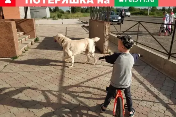 Найден серьезный пес возле магазина 