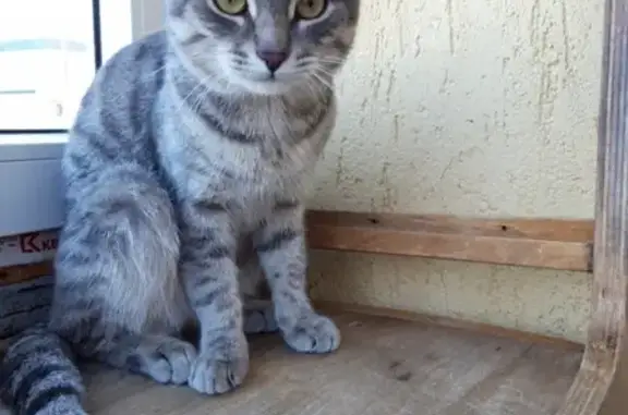 Найден кот в Магнитогорске #Потеряшка