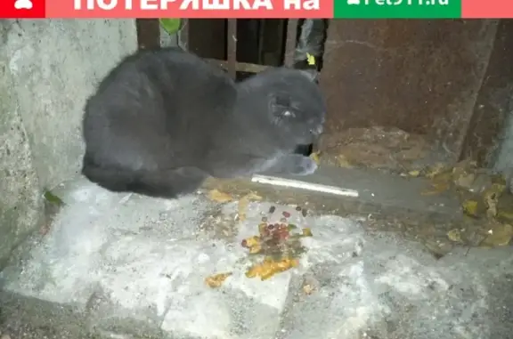 Найден упитанный кот на ул. Иванова, Сормово