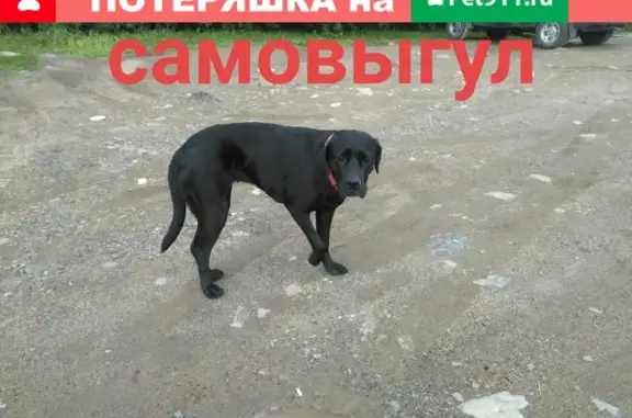 Найдена собака в Петрозаводске на ул. Архипова, 12