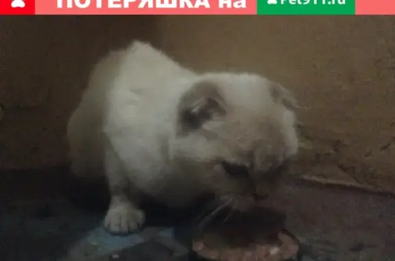 Найден домашний кот на ул. Московская, дом 39, Тамбов