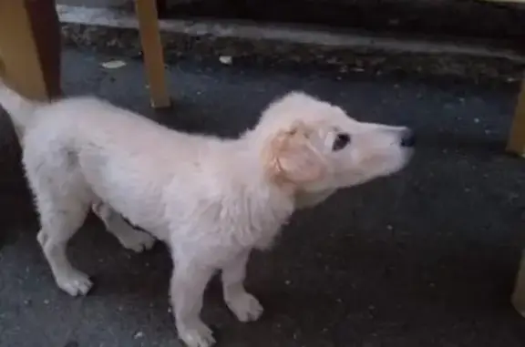 Найден щенок в Черёмушках, Майкоп