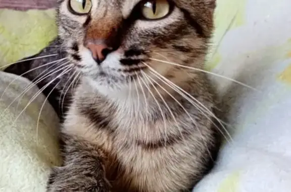 Найден кот на Горошникова в Нижнем Тагиле