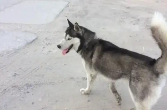 Собака найдена на ул. Ив.Захарова 2-4 в Сургуте