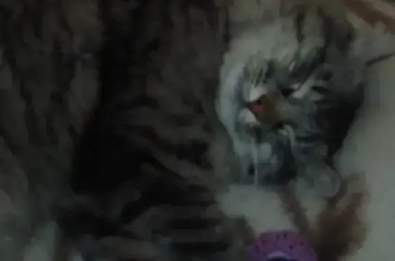 Кошки потеряшки, Ижевск, фото: Потеряшка сибирский кот Барюсик, серый с полосами, 4 года, Ижевск.